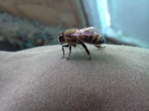 фото пчелки